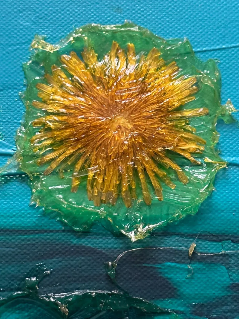SLUNÍČKÁŘ — detail 1